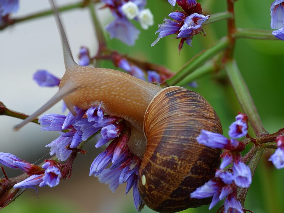 Fayl:Snail1web.jpg