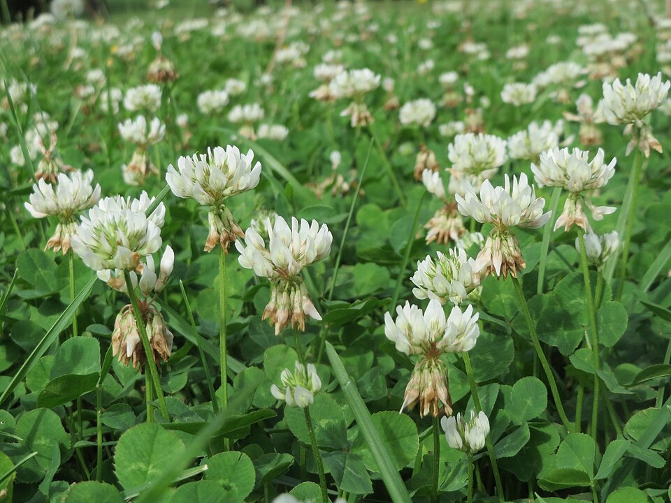 Fayl:20160822Trifolium repens2.jpg