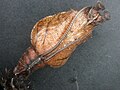 Gʻumbagi, pastki tomondan