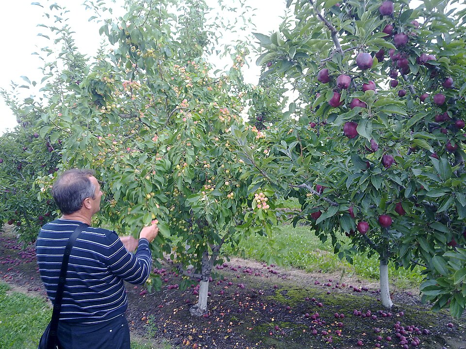 Fayl:Crabapple2.jpg