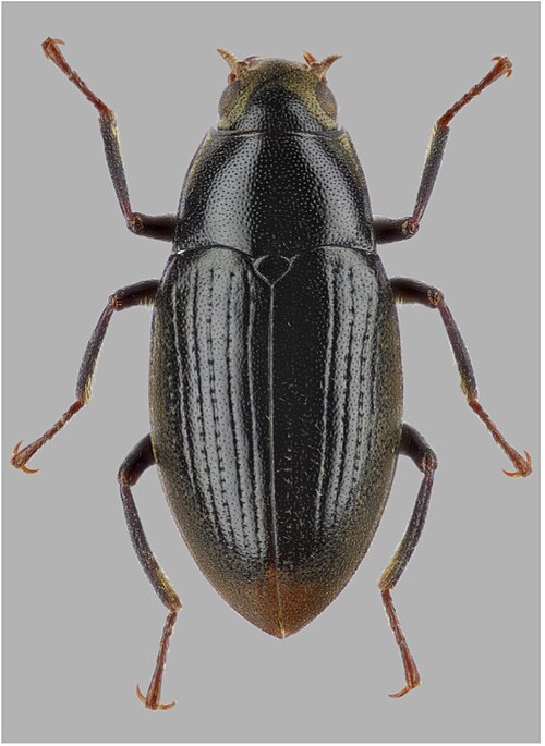 Fayl:Elmomorphus depressus.jpg