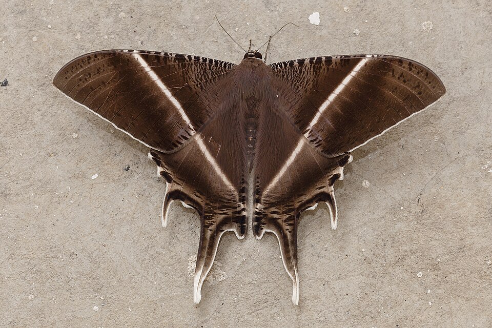 Fayl:Kuala Lumpur Malaysia Tropical-Swallowtail-Moth-01.jpg