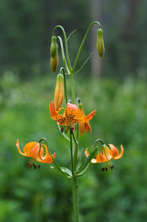Fayl:Lilium kelleyanum (4).jpg