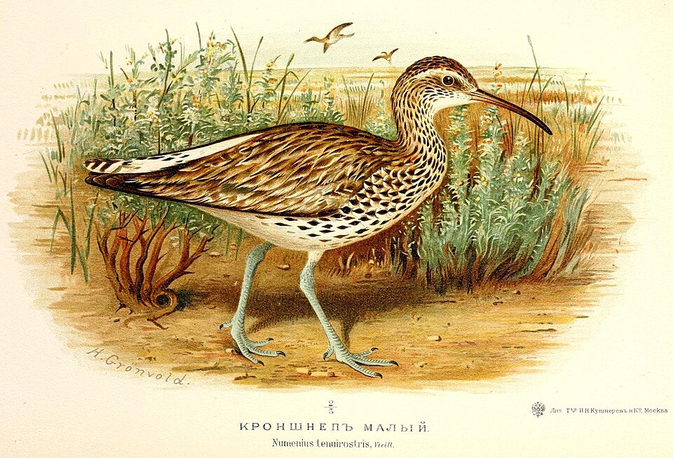 Fayl:Numenius tenuirostris Grönvold.jpg
