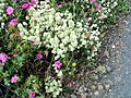 Origanum majorana