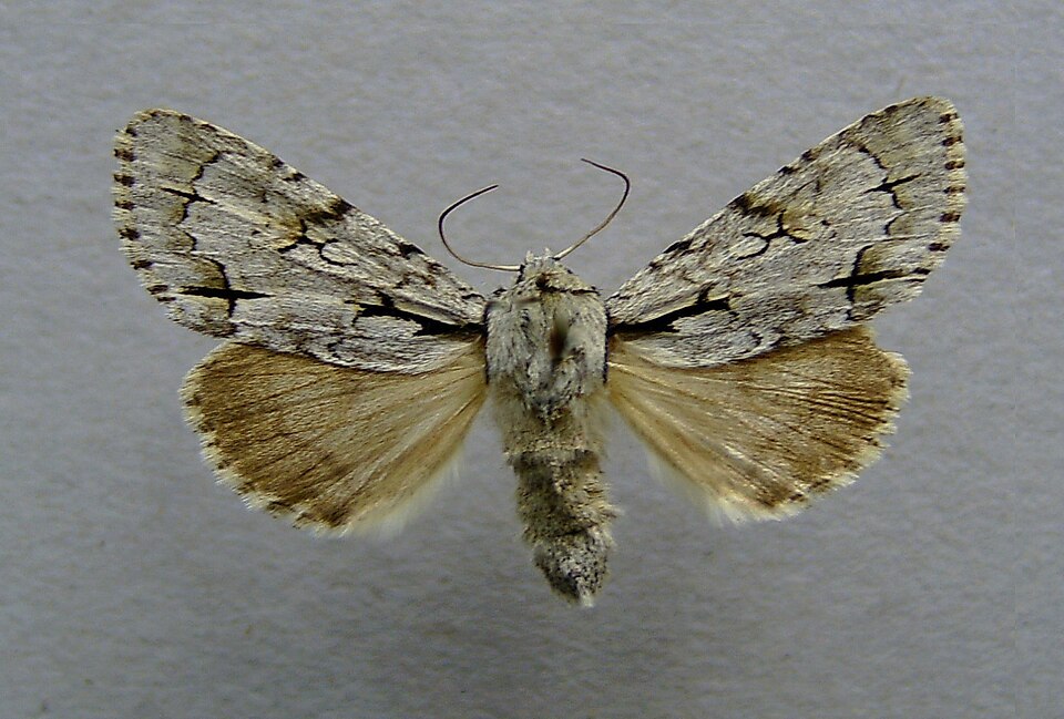 Fayl:Acronicta cuspis.jpg