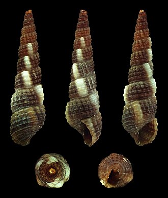 antonium shakli