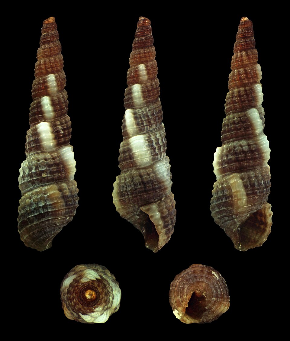 Fayl:Bittium reticulatum 03.jpg