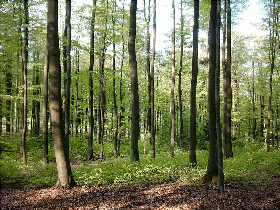 Fayl:Buchenwald Frühling.JPG