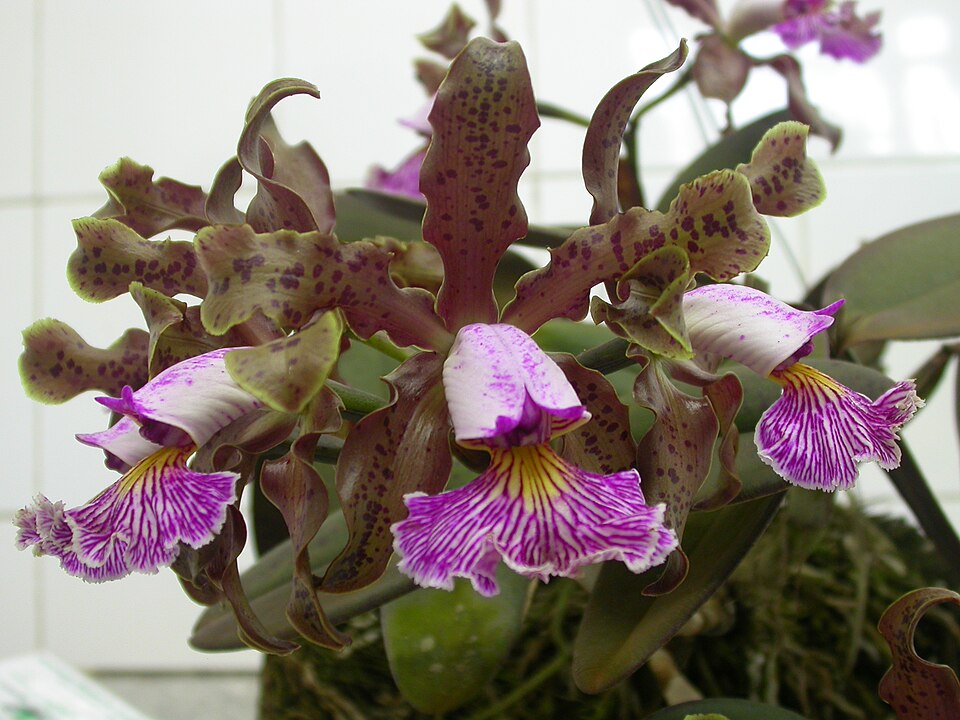 Fayl:Cattleya schilleriana.jpg