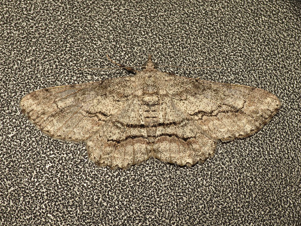 Fayl:Cleora injectaria (12213334714).jpg