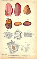 Haqiqiy kola urug'lari (Cola acuminata) achchiq (Garcinia kola) bilan taqqoslangan va farqlangan.