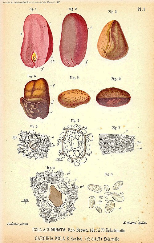 Fayl:Cola-Acuminata-Heckel.jpg