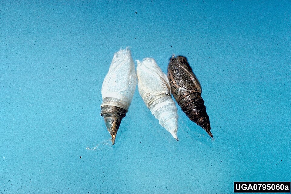 Fayl:Ennomos subsignaria pupae.jpg