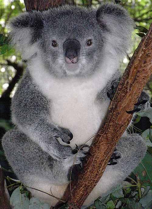 Fayl:Friendly Female Koala.JPG