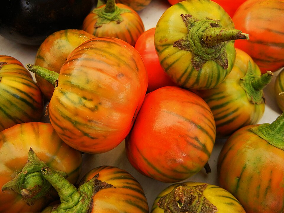 Fayl:Orange Turkish Eggplants.jpg