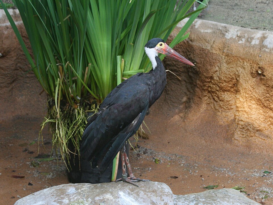 Fayl:Storm's Stork SMTC.jpg
