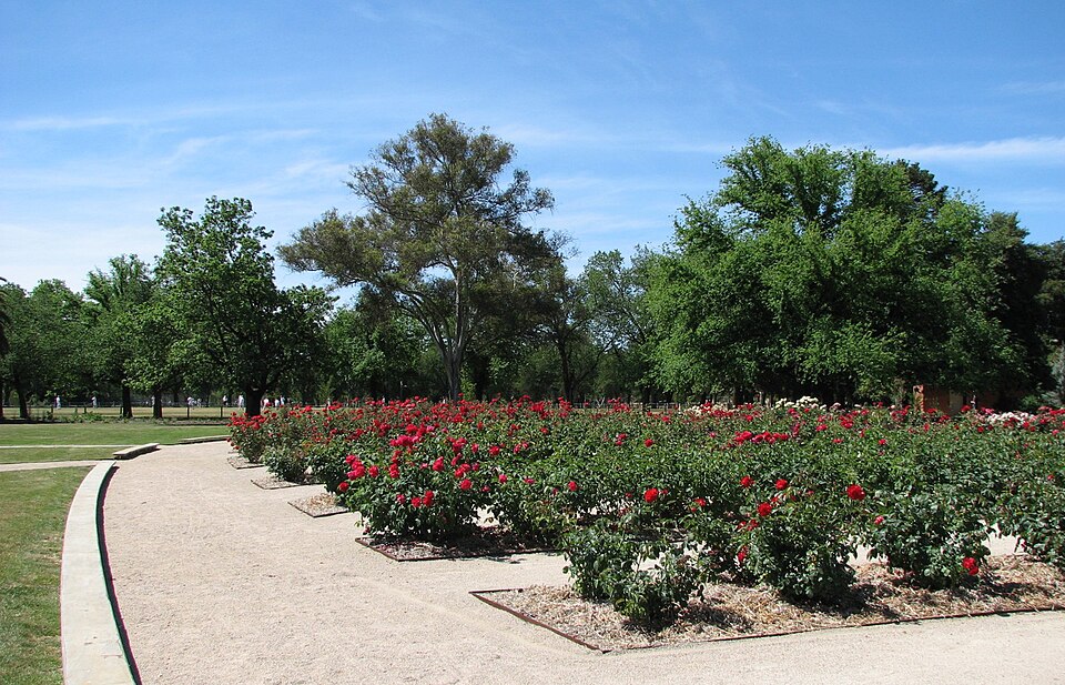 Fayl:Benalla roses.jpg