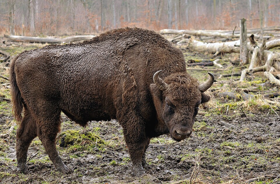 Fayl:Bison bonasus (Linnaeus 1758).jpg