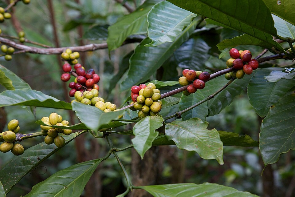 Fayl:CoffeeBerry.jpg