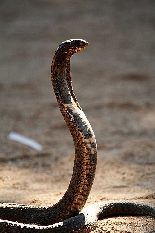 Fayl:Hemachatus-1.jpg