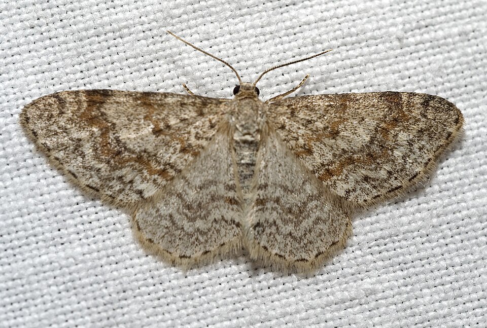 Fayl:Hydrelia sylvata01.jpg