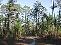 Southern longleaf pine