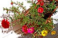 Portulaca grandiflora aralash gulli navi