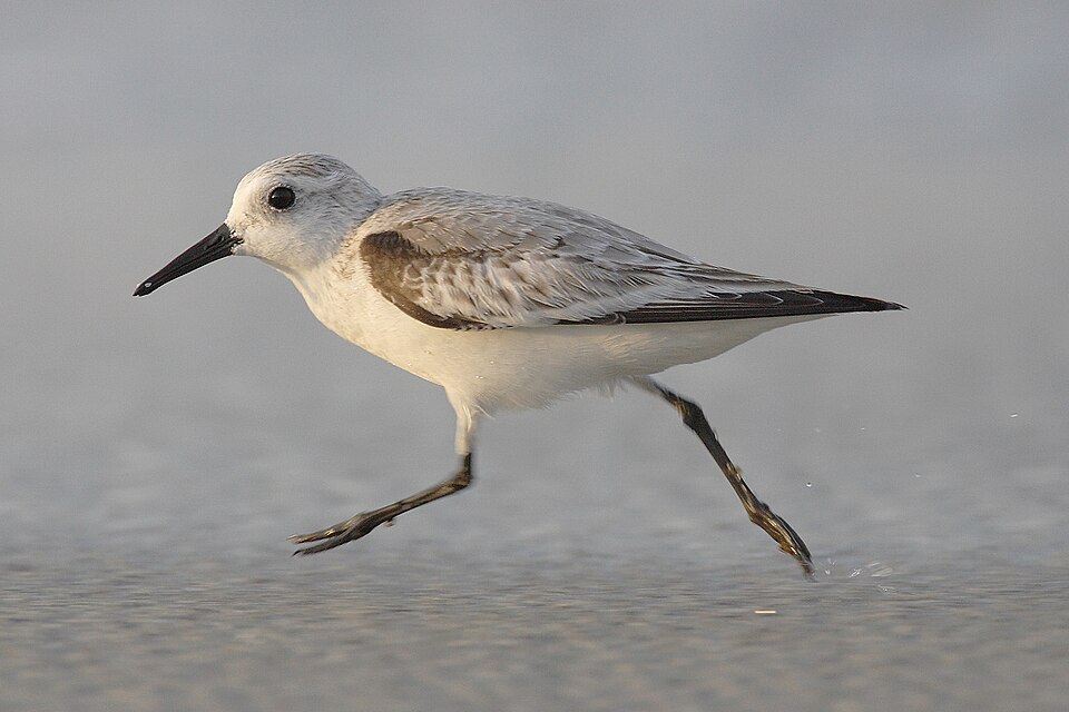 Fayl:Calidris-alba-001.jpg