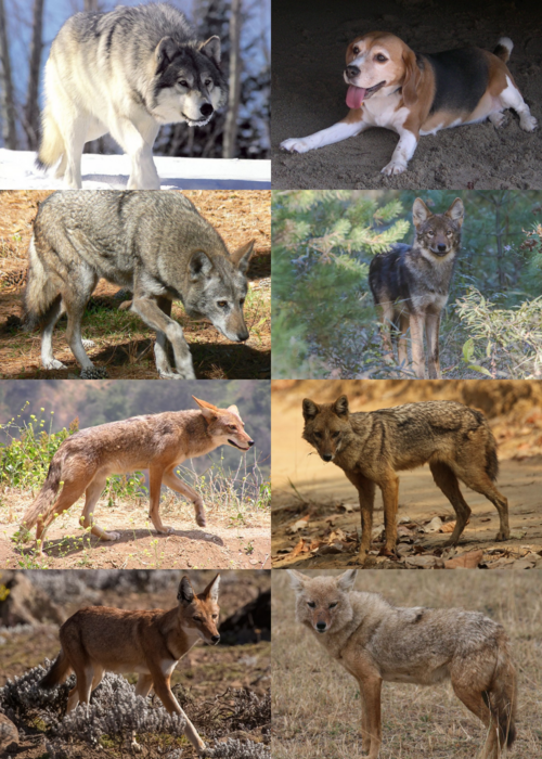 Fayl:Canis.png