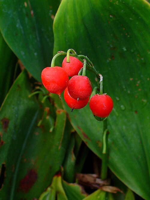 Fayl:Convallaria majalis 0003.JPG