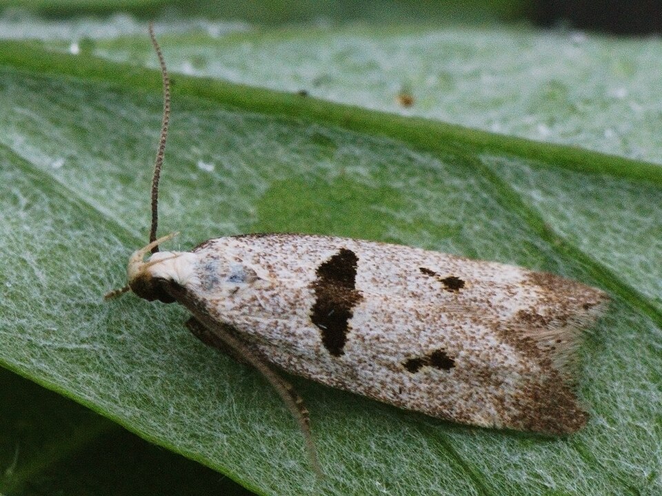 Fayl:Mirificarma cytisella (40905524071).jpg