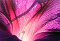 Binafsharang I. purpurea yaqindan