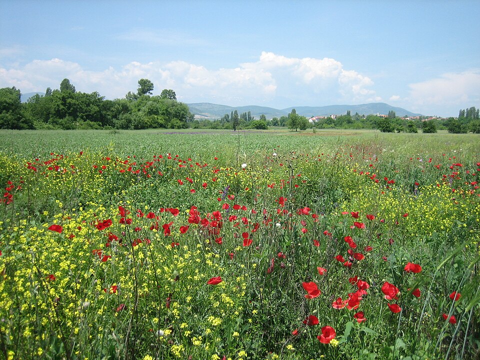 Fayl:Wildflowers of Bardovci12.jpg