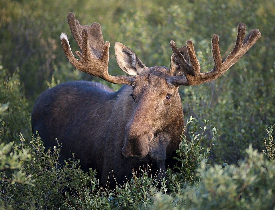 Fayl:Bull Moose.jpg