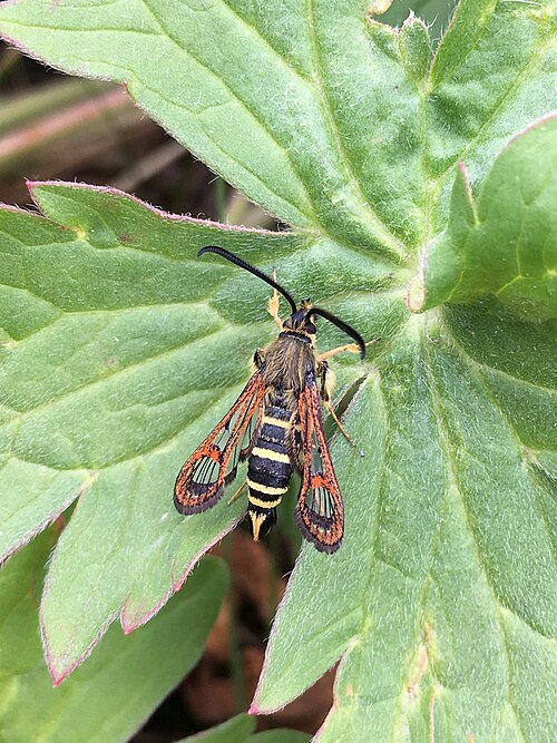 Fayl:Carmenta giliae 53224376.jpg