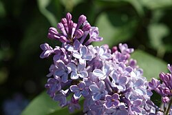 Lilac (Syringa vulgaris), valvatli aestivatsiya