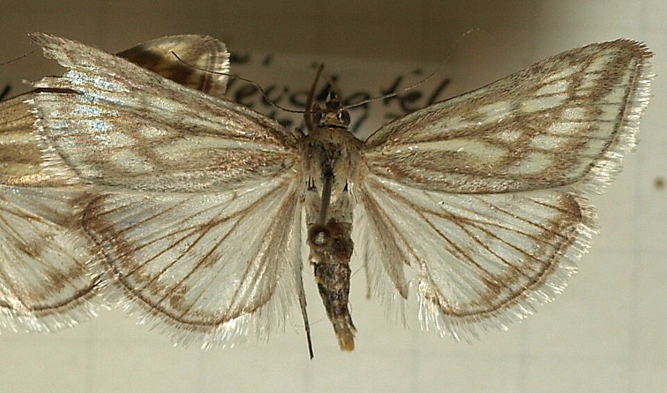 Fayl:Loxostege.virescalis.mounted.jpg