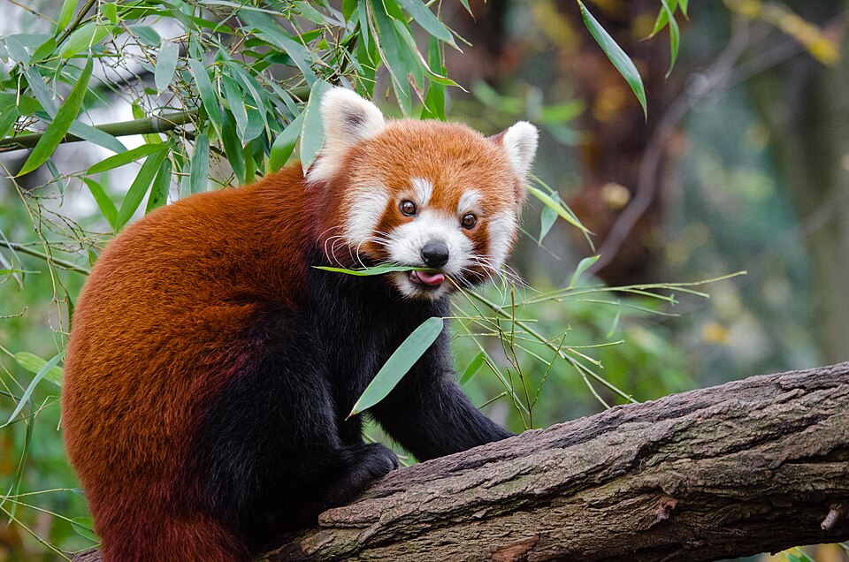 Fayl:Red Panda (30763188080).jpg