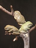 Chak phyllomedusa