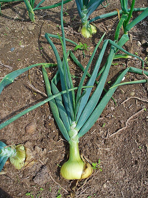 Fayl:Allium cepa 004.JPG