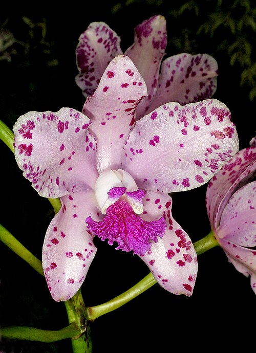 Fayl:Cattleya amethystoglossa Orchi 0011.jpg