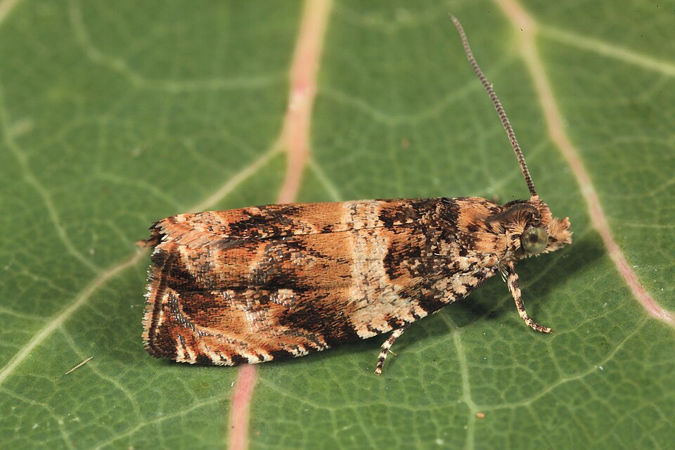 Fayl:Celypha flavipalpana.jpg