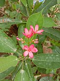 Jatropha integerrima G'arbiy Bengaliya.