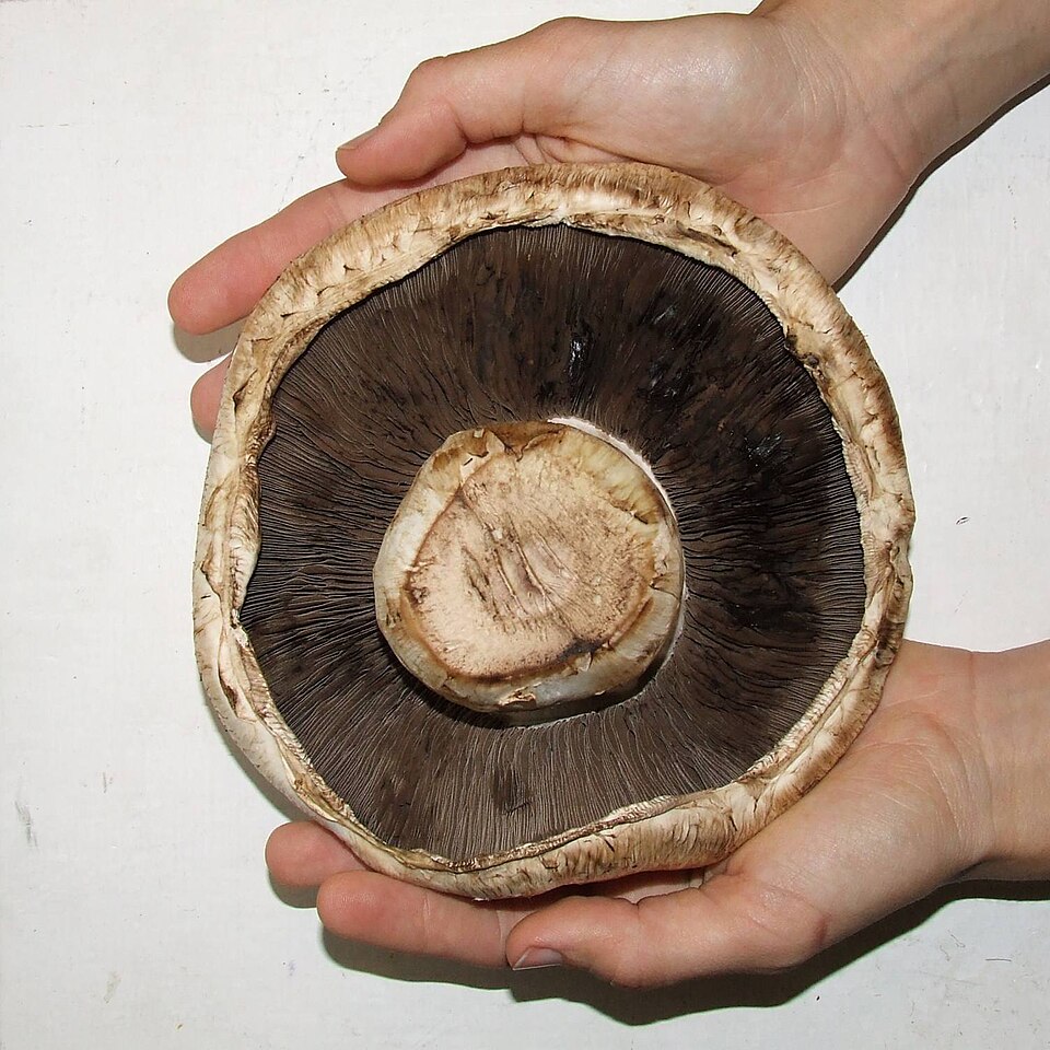 Fayl:Giant mushroom underside.jpg