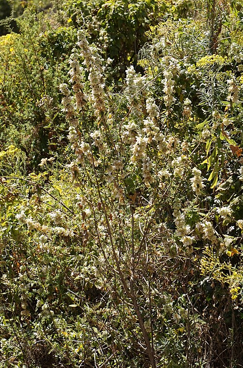 Fayl:Otostegia fruticosa 64768025.jpg