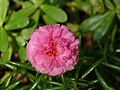 Hindistondagi Portulaca grandiflora