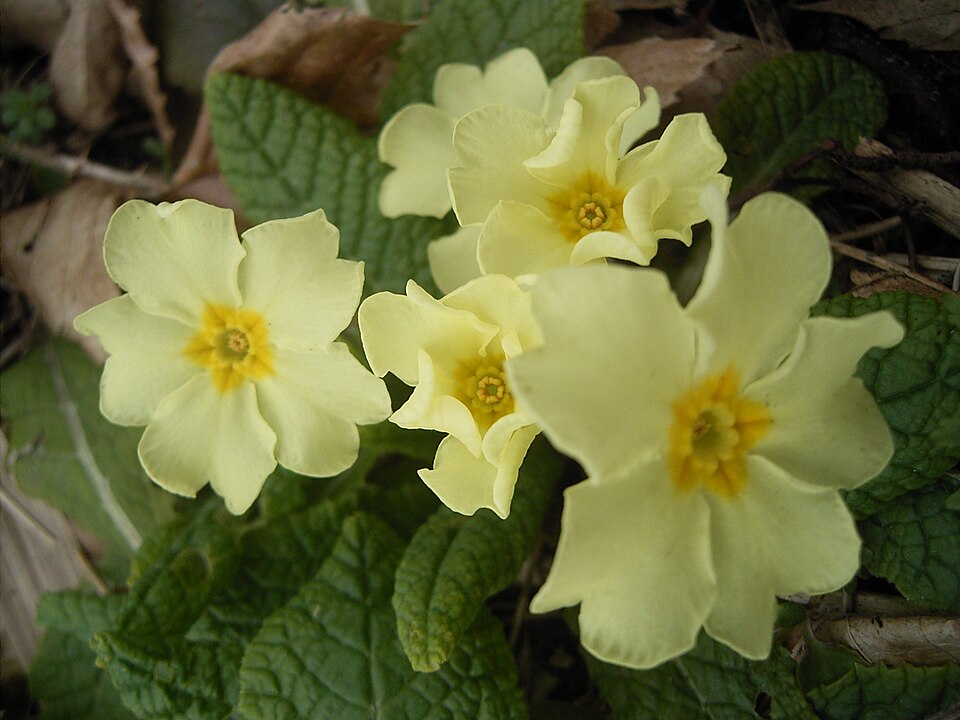 Fayl:Primula-vulgaris-flowers.jpg