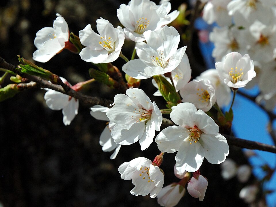 Fayl:Prunus serrulata 2005 spring 018.jpg
