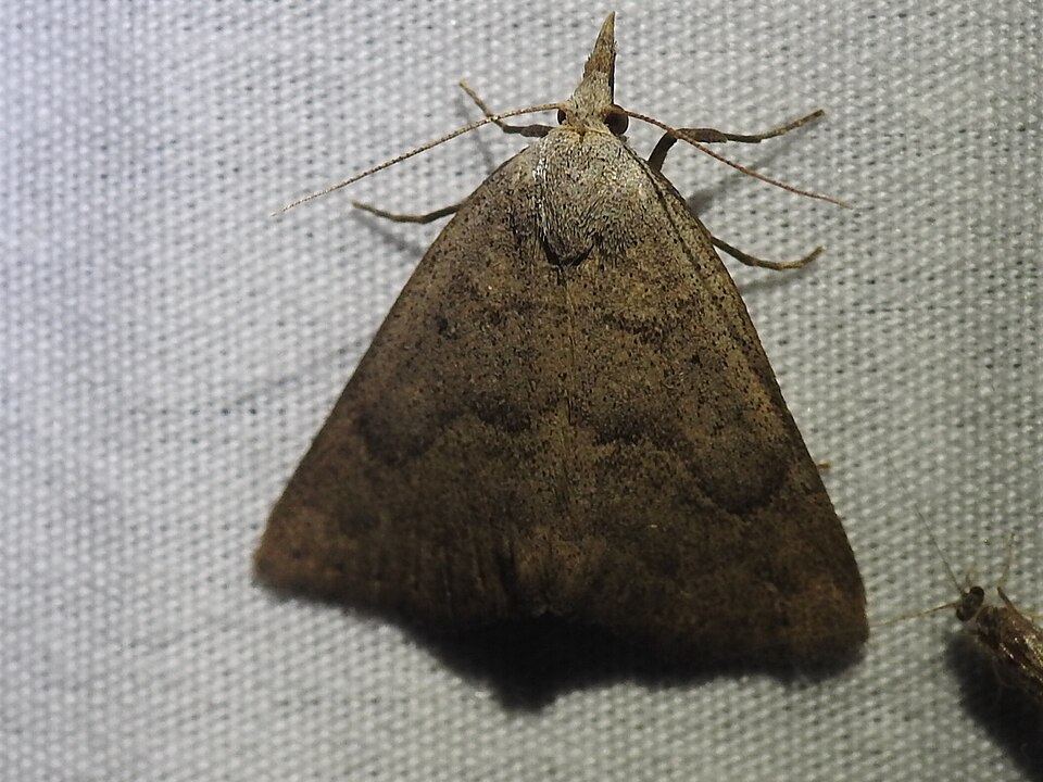 Fayl:Pseudorgyia versuta 39566230.jpg